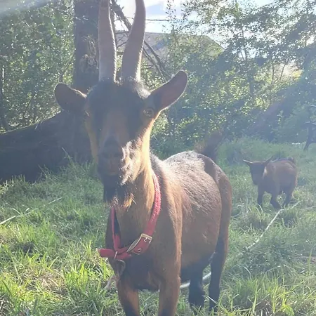 Chateau De La Rucquetiere Gasthof 3*