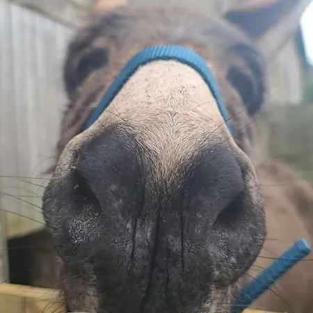 Gasthof Chateau De La Rucquetiere 3*