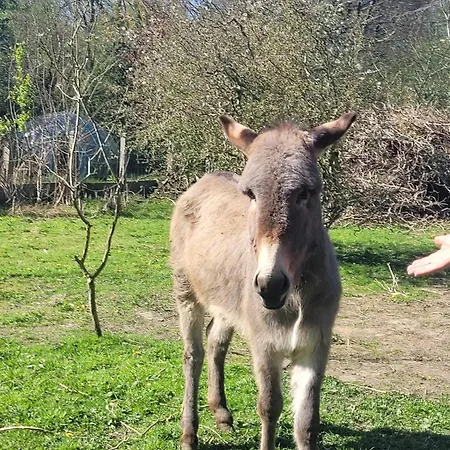 Chateau De La Rucquetiere 3* Le Lorey