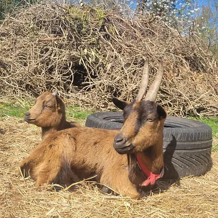 Chateau De La Rucquetiere 3* Le Lorey