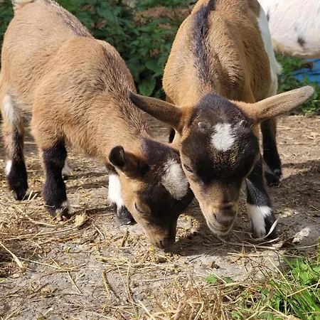 Chateau De La Rucquetiere Gasthof
