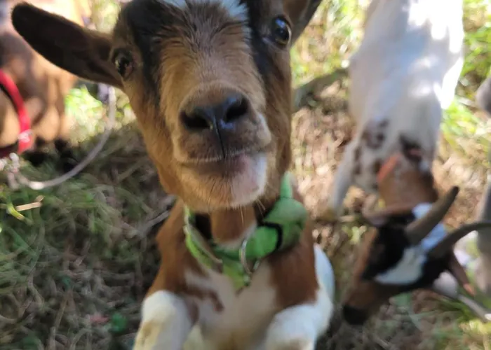 Chateau De La Rucquetiere Guest house 3*