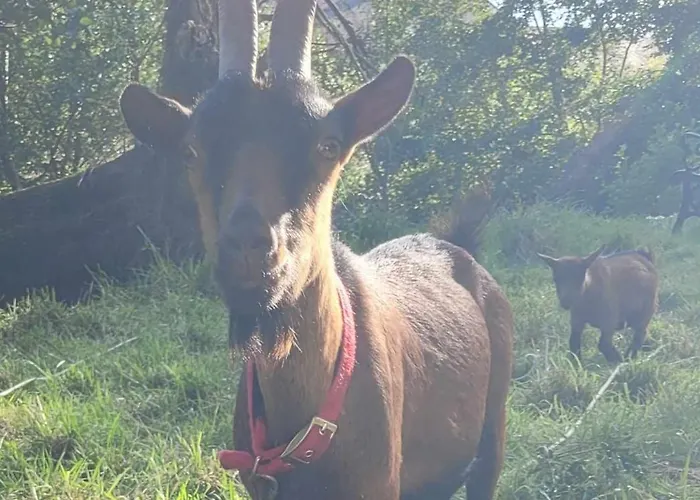 Chateau De La Rucquetiere Guest house 3*