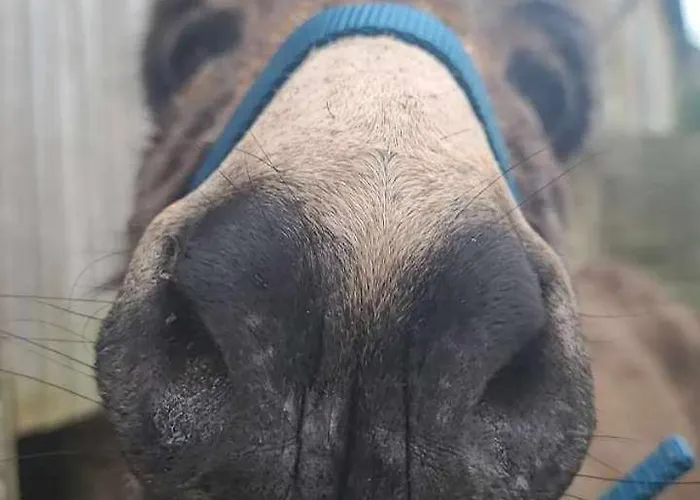 Guest house Chateau De La Rucquetiere 3*