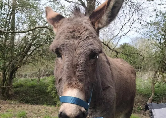 Chateau De La Rucquetiere 3* Le Lorey