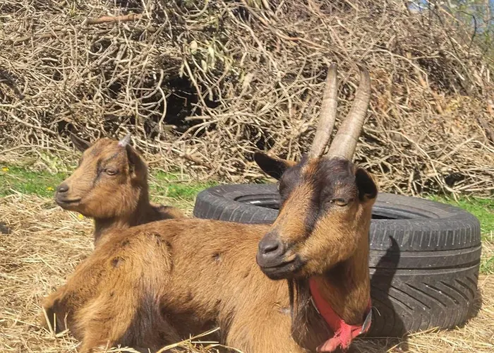 Chateau De La Rucquetiere 3* Le Lorey