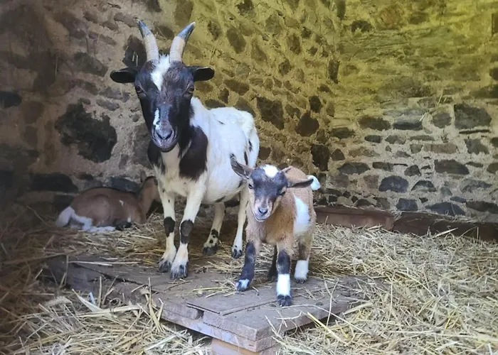 Chateau De La Rucquetiere