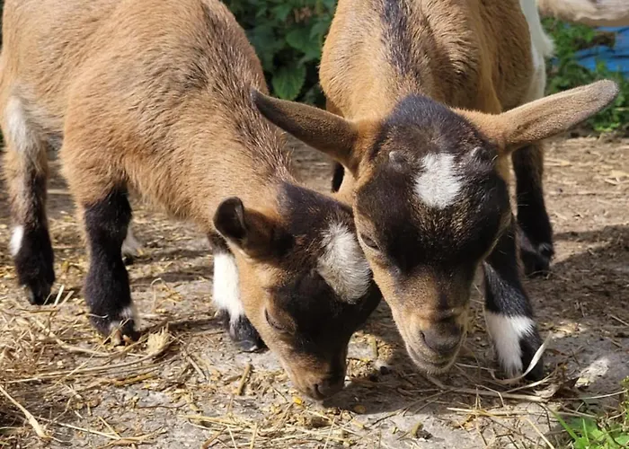Chateau De La Rucquetiere Guest house