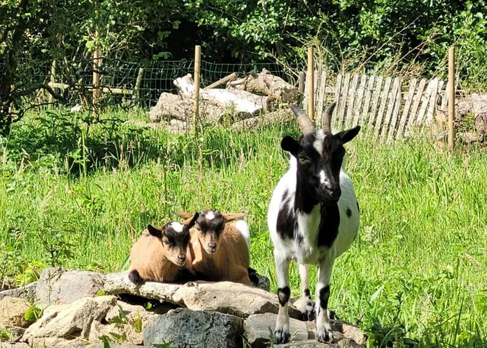 Guest house Chateau De La Rucquetiere